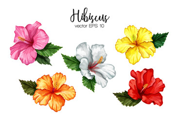 Vector realistic hibiscus flower leaves set