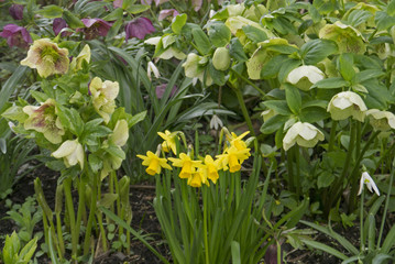 yellow daffodils and hellebores © Diana Leadbetter