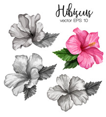 Vector realistic hibiscus flower leaves monochrome