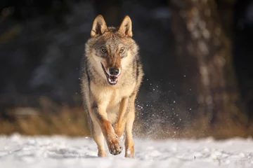 Papier Peint photo autocollant Loup Loup dans la neige