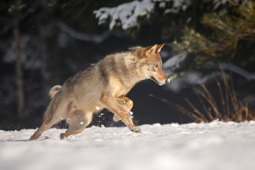 Naklejka premium Wolf im Schnee