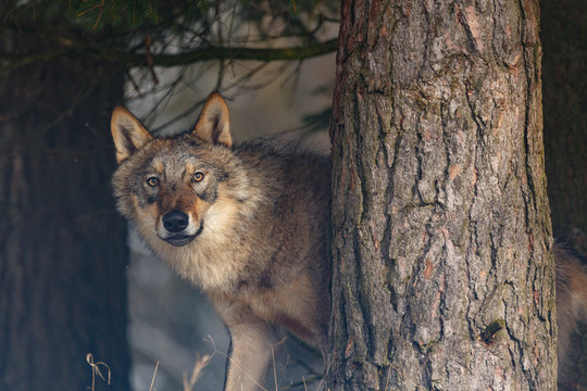 Fototapeta Wolf im Schnee