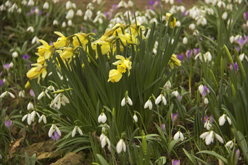 daffodils and snowdrops