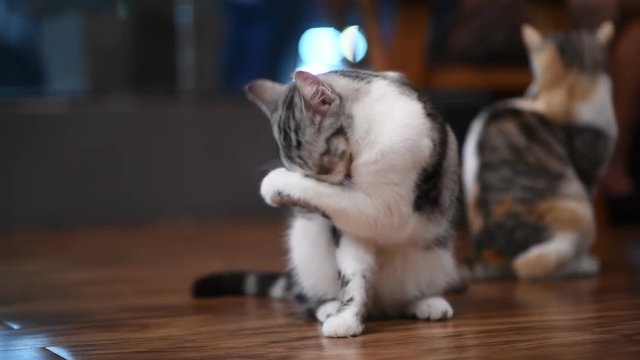 
4k video of  cute kitten cat 
