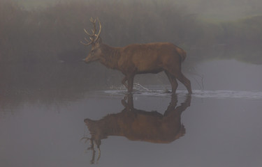 Reflective stag