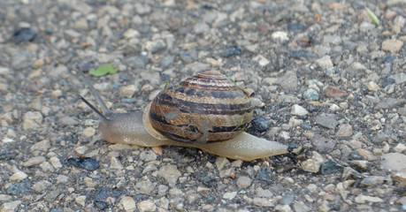 Attraversando la strada