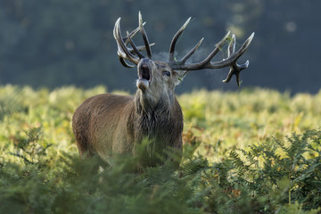 Roar of the stag