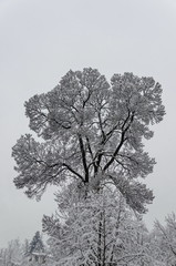Majestic view of snowy  top  trees in winter park, Bankya, Sofia, Bulgaria 
