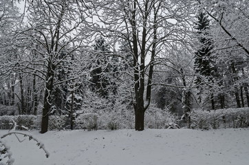 Majestic view of snowy  trees in winter park, Bankya, Sofia, Bulgaria