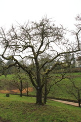 Apfelbaum, gelber Boskop im Winter, im öffentlichen Obstgut Park in Baden-Baden