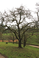 Obraz premium Apfelbaum, gelber Boskop im Winter, im öffentlichen Obstgut Park in Baden-Baden