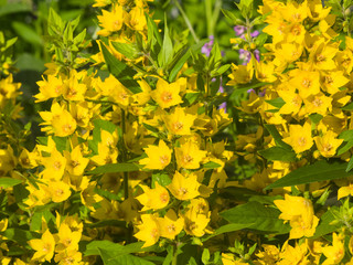 Garden or Yellow loosestrife, Lysimachia vulgaris, flowers close-up, selective focus, shallow DOF