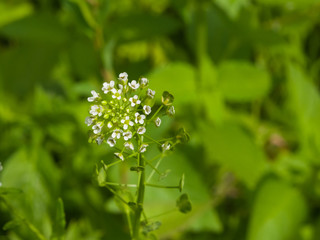 Shepherd's-purse or Capsella bursa-pastoris flowers close-up, selective focus, shallow DOF