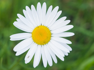 Oxeye daisy or Leucanthemum vulgare flower close-up, selective focus, shallow DOF