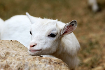 Obraz premium white goat