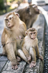 Cute little monkey holds a wand in the teeth. Thailand, Phuket, Monkey hill.