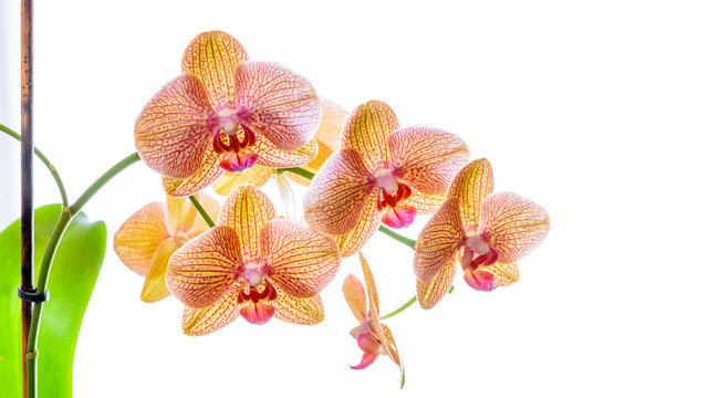 Gelbe Phalaenopsis Orchidee isoliert