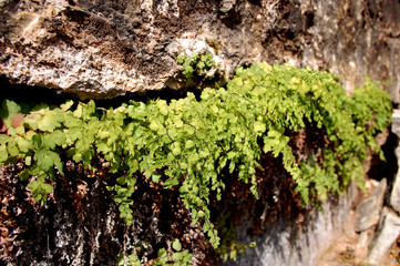 Green ferns growing in a crack in Southern Utah desert canyon country
