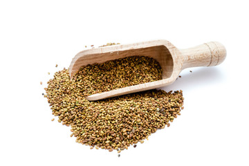 Alfalfasamen Alfalfa alfalfakörner  isoliert freigestellt auf weißen Hintergrund, Freisteller
