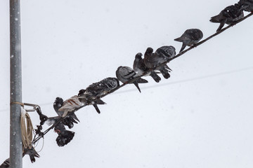 Pigeons sit on wires against the sky next to the lamp post