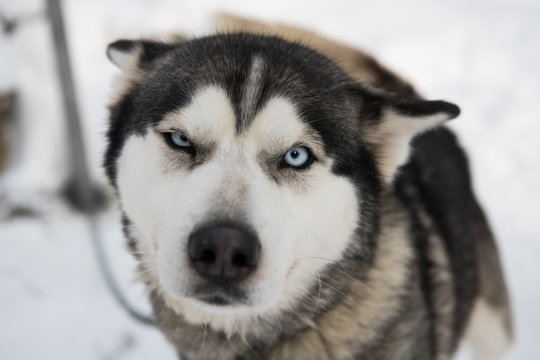 Serious blue eyed siberian husky watching close-up (focus is on the eyes)