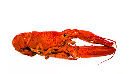 Boiled American lobster on white.