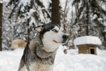 Siberian husky in winter forest