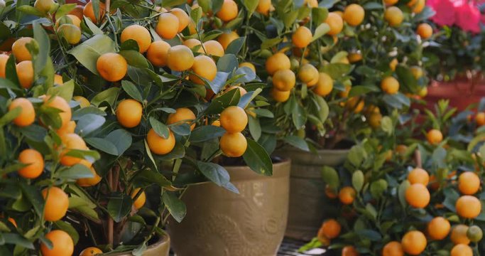 Kumquat tree for lunar new year