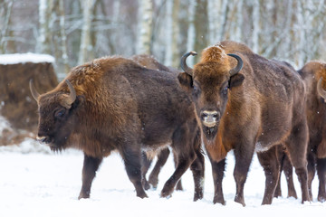 Large brown bisons Wisent group near winter forest with snow. Herd Of European Aurochs Bison, Bison...