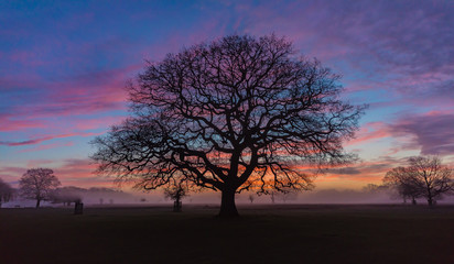 Fototapeta na wymiar Sunrise and the tree