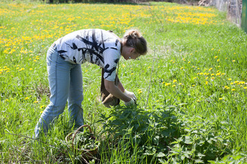 Mature woman picking leaves of fresh nettle on spring meadow with scissors in protective gloves