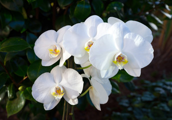 Obraz na płótnie Canvas white blooming orchid