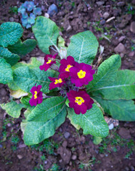 purple primroses (primula vulgaris) in early spring