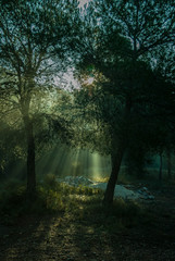 Naklejka premium Sunrise with sunbeams illuminating the pine forest floor