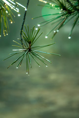 Drops of water that fall off gently from pine leaves