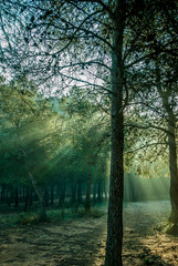 Obraz premium Sunrise with sunbeams illuminating the pine forest floor