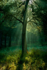 Fototapeta na wymiar Beautiful spear of light crossing the magnificent pines