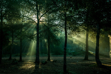 Intense and revealing light among the trees of the forest