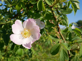 Dog Rose Close-up: Pink Flower. Pink wild rose or dog-rose flowers with leafs 