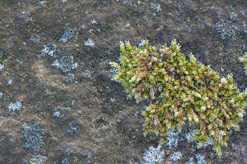 Obraz na płótnie Canvas Crystals of frost on the moss