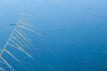 Autumn frost frozen river covered with thin ice