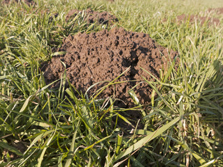 Ein frischer Maulwurshügel auf einer Wiese