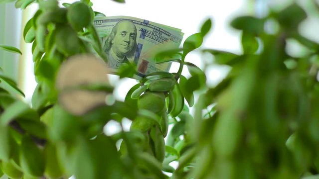 Bitcoin on Crassula Money tree with100 dollars. Concept of investment, opportunities and consistency. Banknotes among symbol of well-being