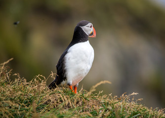 The Atlantic puffin, also known as the common puffin