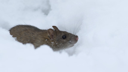 Brown rat in the white snow