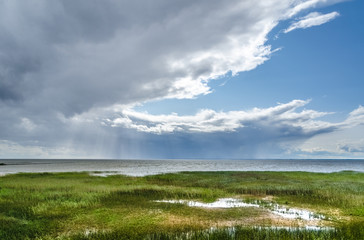 Marshy shore on Lake Võrtsjärv in southern Estonia in summer