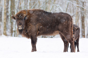 Large brown bisons Wisent family near winter forest with snow. Little bison is hiding behind her mother. Herd Of European Aurochs Bison, Bison Bonasus. Nature habitat. Selective focus.