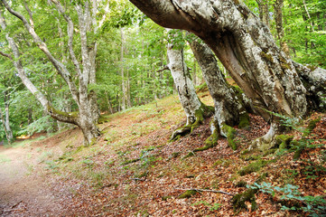Fototapeta na wymiar Lane in the forest with fallen leaves