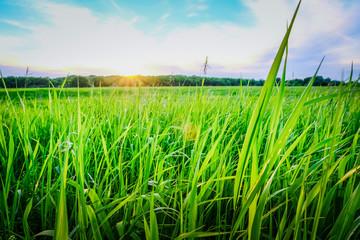 Obraz premium Grass field at sunset