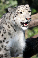 snow Leopard